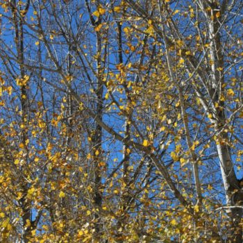 arbre supervision